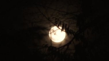 Sıcak dolunay gece parlıyor ağaçların dalları arasından rüzgarda hafifçe esiyor..