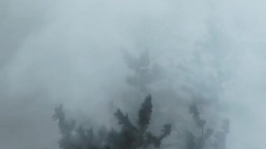 Şiddetli duman orman ağaçlarının arasından geçer. Rüzgârlar alttaki yangını körükler..