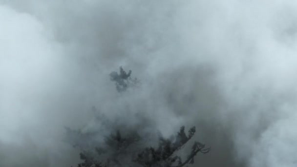 Tandis que les caméras tournent, de grands nuages de fumée traversent la forêt laissant un dernier arbre debout devant les flammes. .