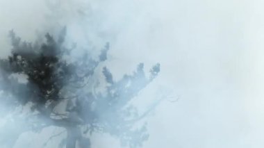 Şiddetli rüzgarlar eserken orman ağaçlarının arasından çıkan yoğun duman..