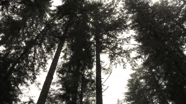 Kameralar Kışın Uzun Orman Ağaçlarının Yanından Geçerken Yağan Kar Çok — Stok video