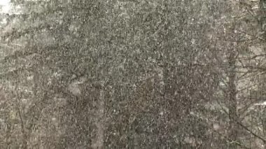 Fırtınalı bir günde ormanda ağır kar yağışı.