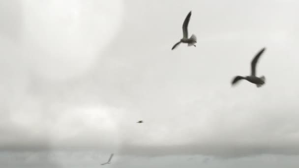 明亮的梦幻般的天空 几只鸟儿向四面八方飞去 — 图库视频影像