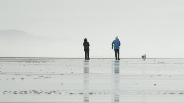 难以辨认的老夫妇在俄勒冈州海岸的海滩上散步 向他们精力充沛的小狗扔了一个球 — 图库视频影像