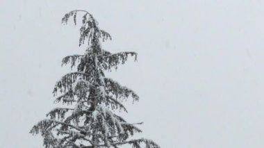 Şiddetli kar yağışı, kış fırtınası sırasında tek başına kalan tek bir yeşil ağaç ağırlaşır..