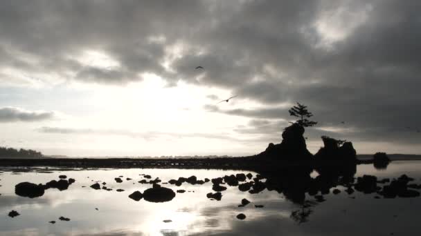 Coucher Soleil Pendant Marée Basse Océan Avec Des Oiseaux Volant — Video