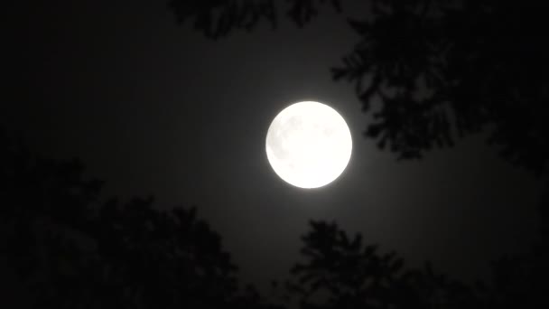 Pleine lune en gros plan avec un brouillard et des nuages se déplaçant rapidement dans différentes directions à travers les arbres forestiers silhouettés venteux .
