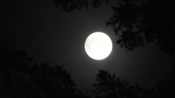 Luna Llena Cerca Con Niebla Movimiento Rápido Nubes Que Pasan — Vídeos de Stock