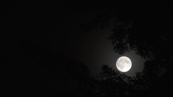 森の木々に囲まれた明るい満月の夜の空のリアルタイムの風景 — ストック動画