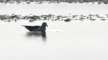 Martı alçak gelgitte ayaklarını kumda gezdirir ve akşam yemeği için küçük midyeler bulur..