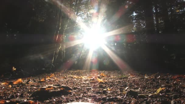 Tidsförskjutning Höstskogen Solnedgång Bakom Träd Övergång Till Mörker — Stockvideo