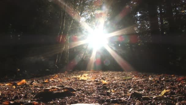 Sonbahar Yapraklarıyla Kaplı Orman Yolunda Alçak Bir Açı Yanımızdan Geçen — Stok video