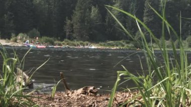 Oregon Trillium Gölü 'nde yüzen bir ördek..
