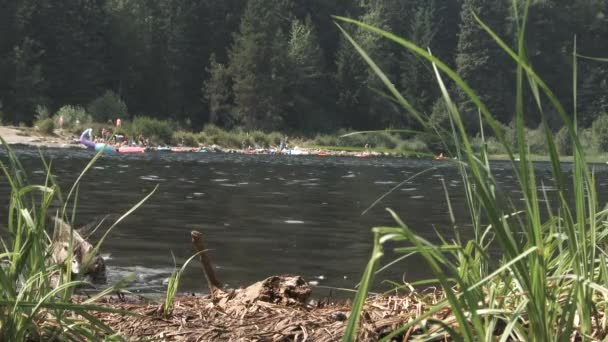 Pato Nadando Lago Trillium Oregon Con Monte Hood Fondo — Vídeos de Stock