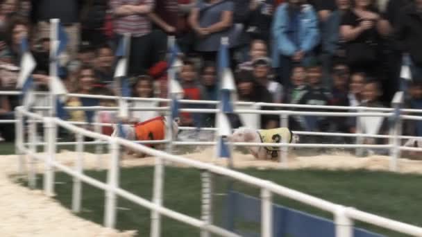 在国家博览会上的小猪赛跑 — 图库视频影像