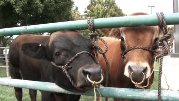 Duas Vacas Posam Para Câmera Enquanto Feira Estadual Washington — Vídeo de Stock