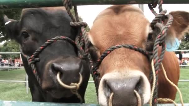 ワシントンのカメラのためにポーズをとっている2頭の牛を閉じます — ストック動画