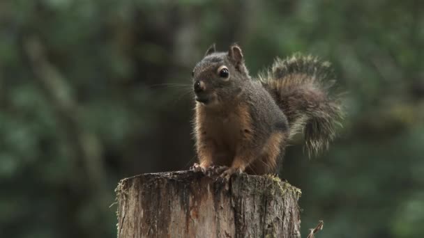 Κοντινό Πλάνο Ένα Σκίουρο Douglas Πάνω Δέντρο Στοίβα Σνακ Στους — Αρχείο Βίντεο