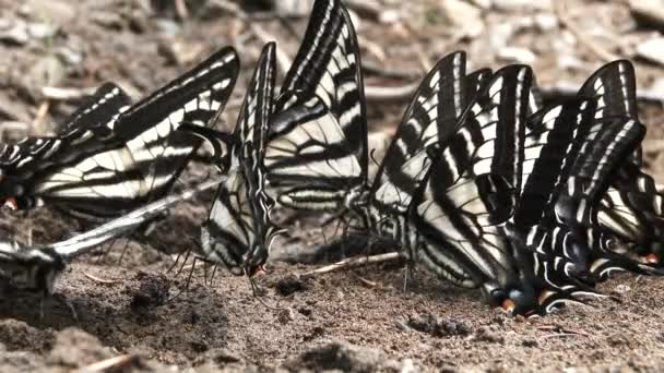 Närbild Grupp Bleka Svälja Fjärilar Parning Och Sedan Flyga Iväg — Stockvideo