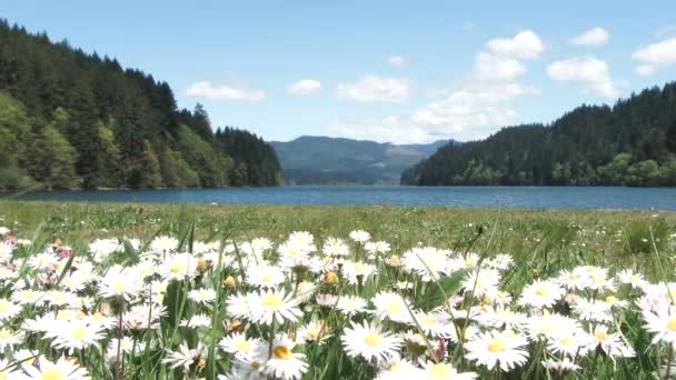 ワシントン州の高山湖で風に吹いている白い花の草原フィールドからの静的なショットを確立する — ストック動画