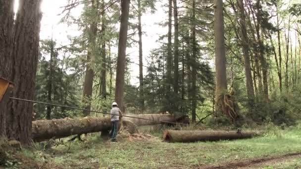 Förster Fällt Große Alte Wachstumstanne Washingtoner Wald — Stockvideo