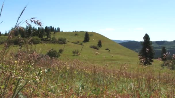 Les Oiseaux Chantent Les Abeilles Bourdonnent Dans Prairie Vallonnée Oregon — Video