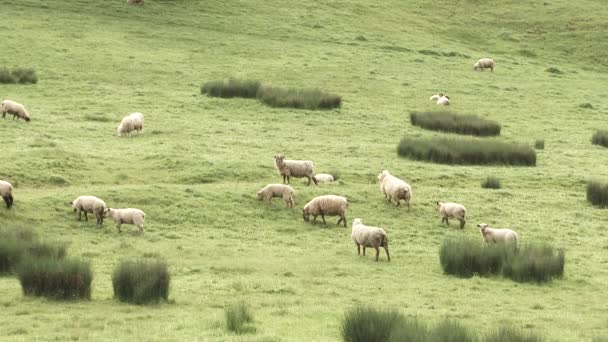 草原の丘の中腹に田舎の羊の放牧の群れ — ストック動画