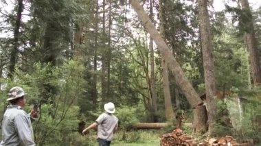 Washington ormanına büyük bir yaşlı ağaç düşerken ormancının yoldan çekilmesi yavaş bir hareket..