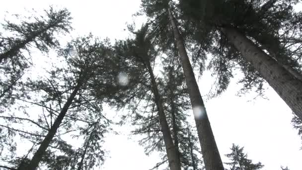 Movimento Lento Abete Grandi Dimensioni Che Registra Nella Foresta Washington — Video Stock