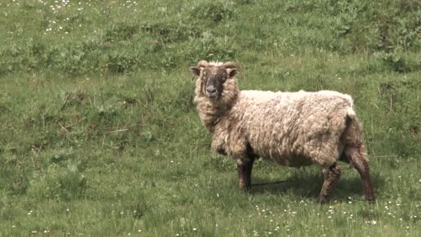 草原の丘の上で餌を食べながらカメラを見ている羊は フレームの外を歩く — ストック動画