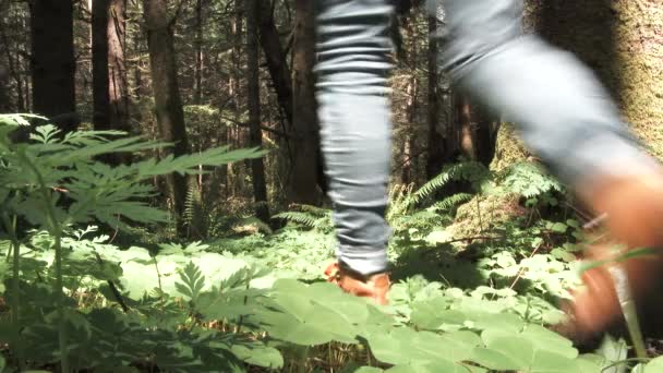 Modelo Liberado Mujer Camina Exuberante Bosque Washington Día Soleado Ángulo — Vídeo de stock