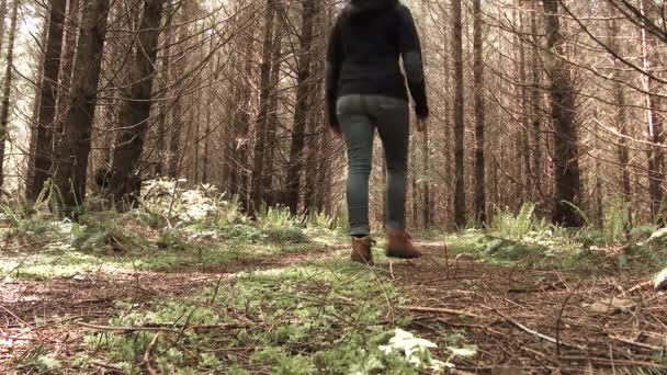 Woman Hiking Trail Walks Dead Tree Forest Washington State Low — Stock Video