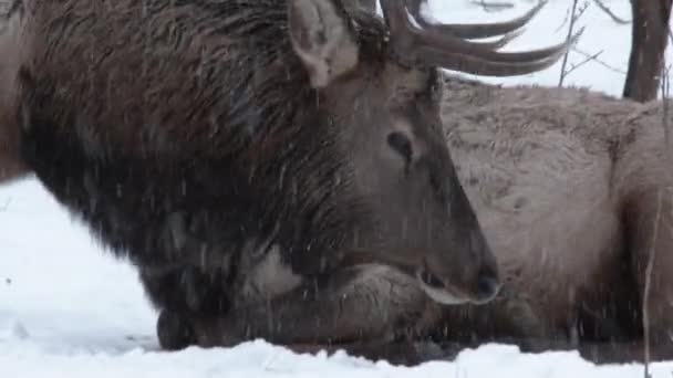 Un grand wapiti de taureau marche à travers un grand troupeau tandis que la neige tombe dans l'État de Washington pendant l'hiver .
