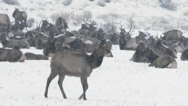 Älg Går Förbi Stor Hjord Roosevelt Älg Washington State Snöstorm — Stockvideo