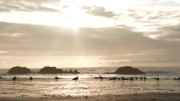 Flock Seagulls Feed Shoreline Oregon Coast Low Tide Sunset — Stock Video