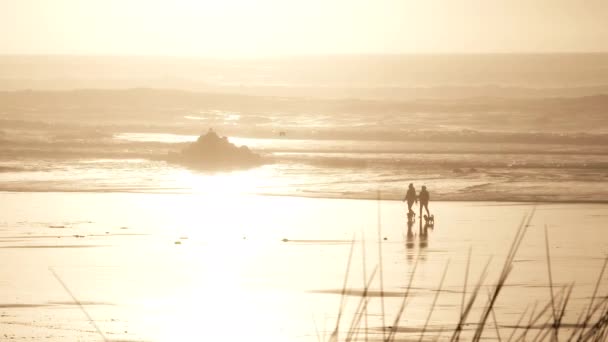 Couple Walk Oregon Coastline Sunset Two Little Dogs — Stock Video