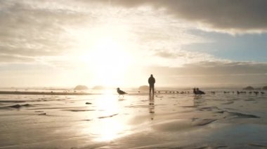 Gün batımında kumlu sahilde duran siluetli kişi, solda martılarla yürür ve çerçeveden çıkar..