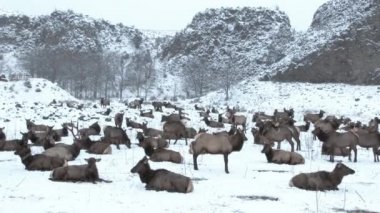 Yakima 'daki Washington Eyalet Vadisi' nde birçok geyik kış karı sırasında toplanıyor..