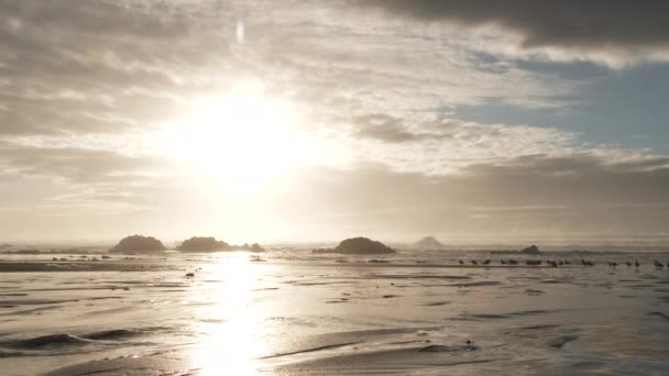 Fresh Water Stream Meets Pacific Ocean Sunset Oreogn Coast People — Stock Video