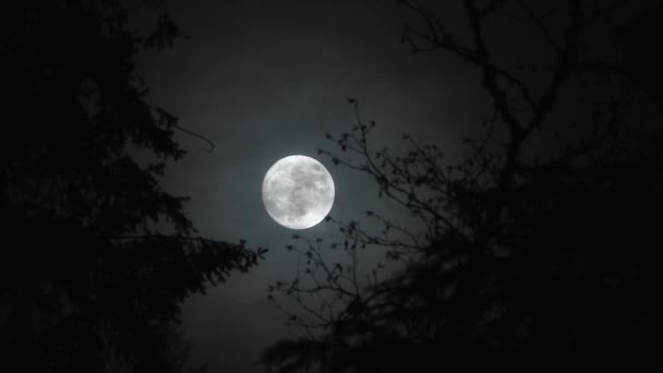 实时夜景 云彩在森林中的两棵树之间掠过满月 — 图库视频影像