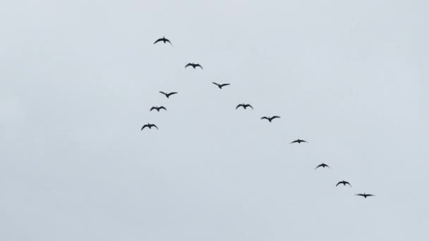 成群的雁群在头顶飞过 形成明亮的天空对比的V形飞行 — 图库视频影像