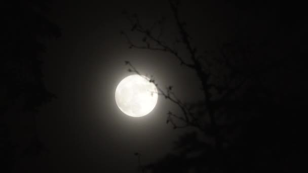 Efecto Espeluznante Cielo Nocturno Con Luna Llena Detrás Los Árboles — Vídeos de Stock