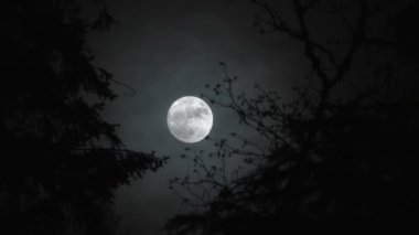 Dolunayın gece vakti ormanda yükselmesi korkunç bir etki yaratıyor ve siyaha dönüşüyor..