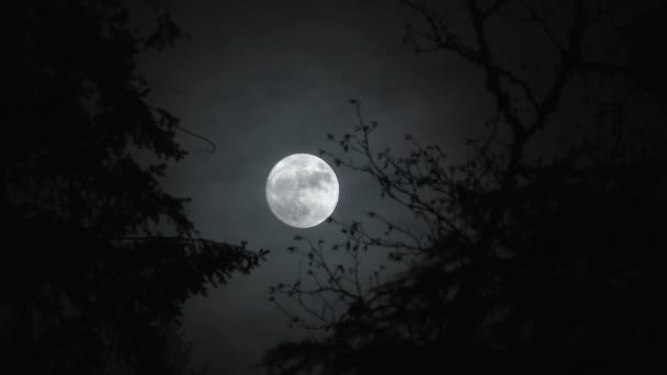 Délai Pleine Lune Levant Nuit Dans Forêt Avec Effet Effrayant — Video