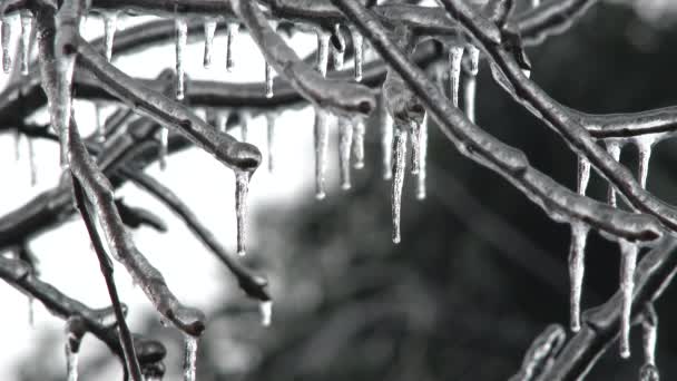 Fechar Icicles Pingando Árvore Inverno Depois Tempestade Gelo Atinge Portland — Vídeo de Stock