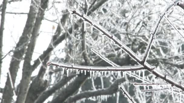 Bruit Glace Tombant Hiver Sur Gros Plan Arbres Couverts Glace — Video