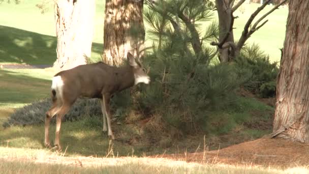 Big Buck Deer Rubbing Horns Shrub Early Fall Season — Stock Video