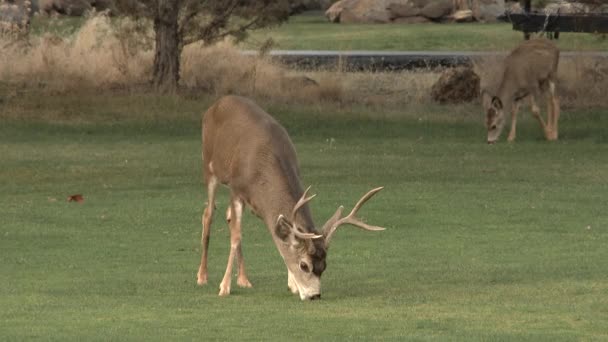 Grand Cerf Mâle Adulte Jeune Biche Broutant Sur Terrain — Video