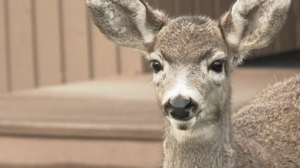 Acercamiento Pequeño Ciervo Adorable Mirando Lente Cámara — Vídeos de Stock