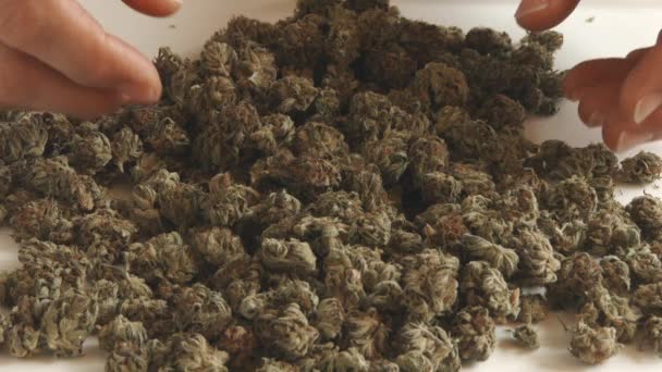 Mani Entrano Nel Telaio Afferrano Mucchio Gustose Cime Marijuana — Video Stock